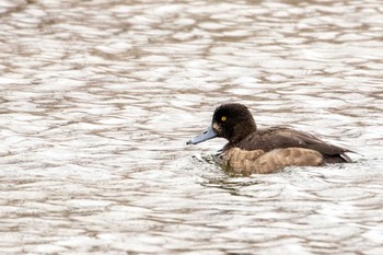 Tufted Duck 七北田公園 Sun, 1/17/2021