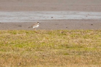 Long-billed Plover 七北田公園 Sun, 1/17/2021