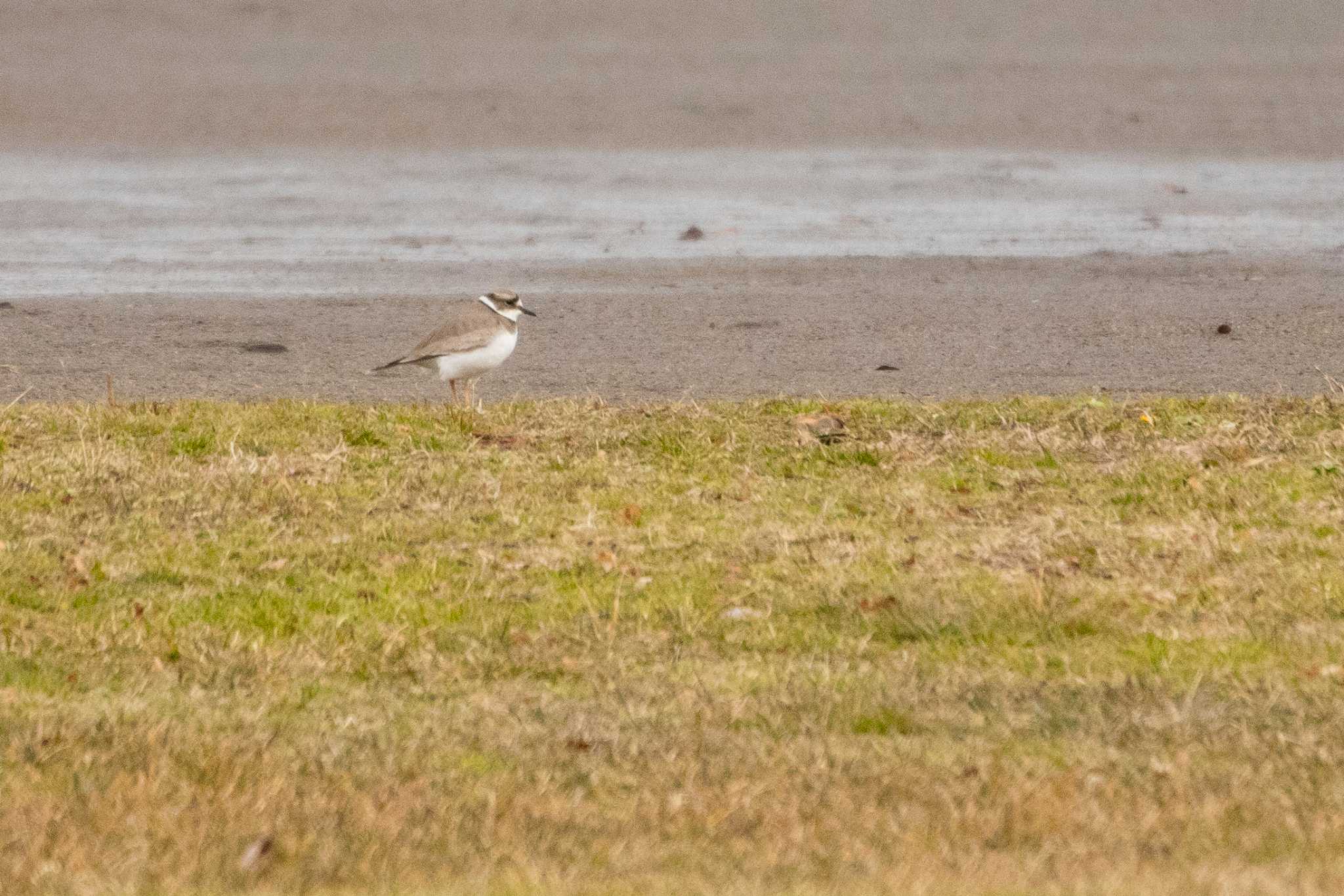 Photo of Long-billed Plover at 七北田公園 by かつきち