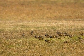 Grey-capped Greenfinch 七北田公園 Sun, 1/17/2021