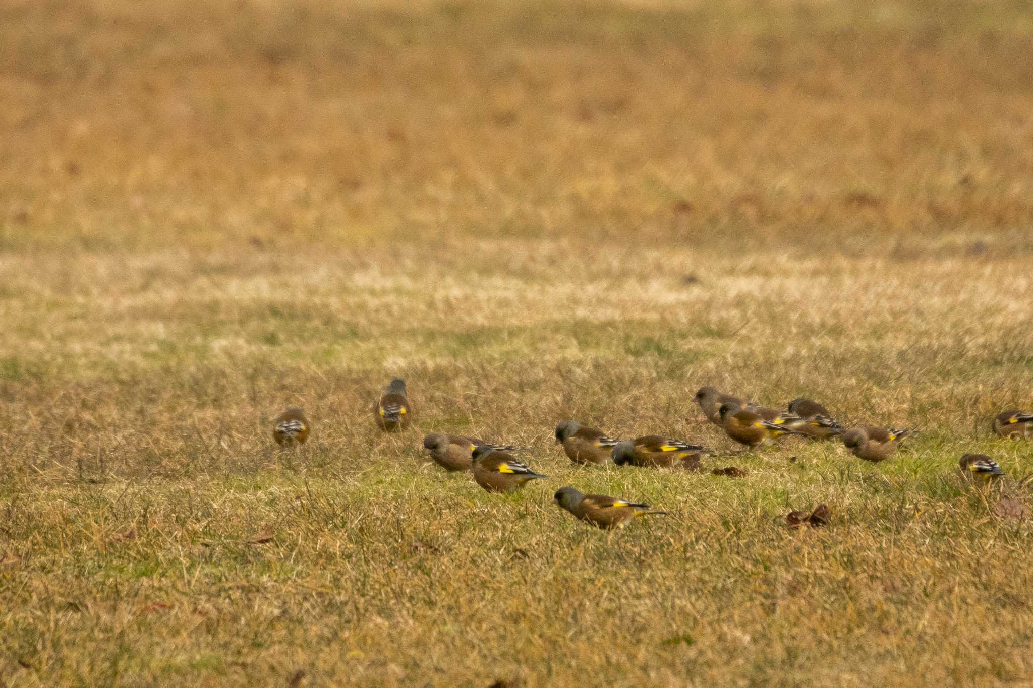 Grey-capped Greenfinch