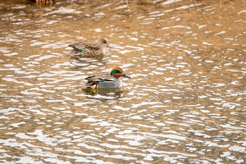 コガモ 七北田公園 2021年1月17日(日)