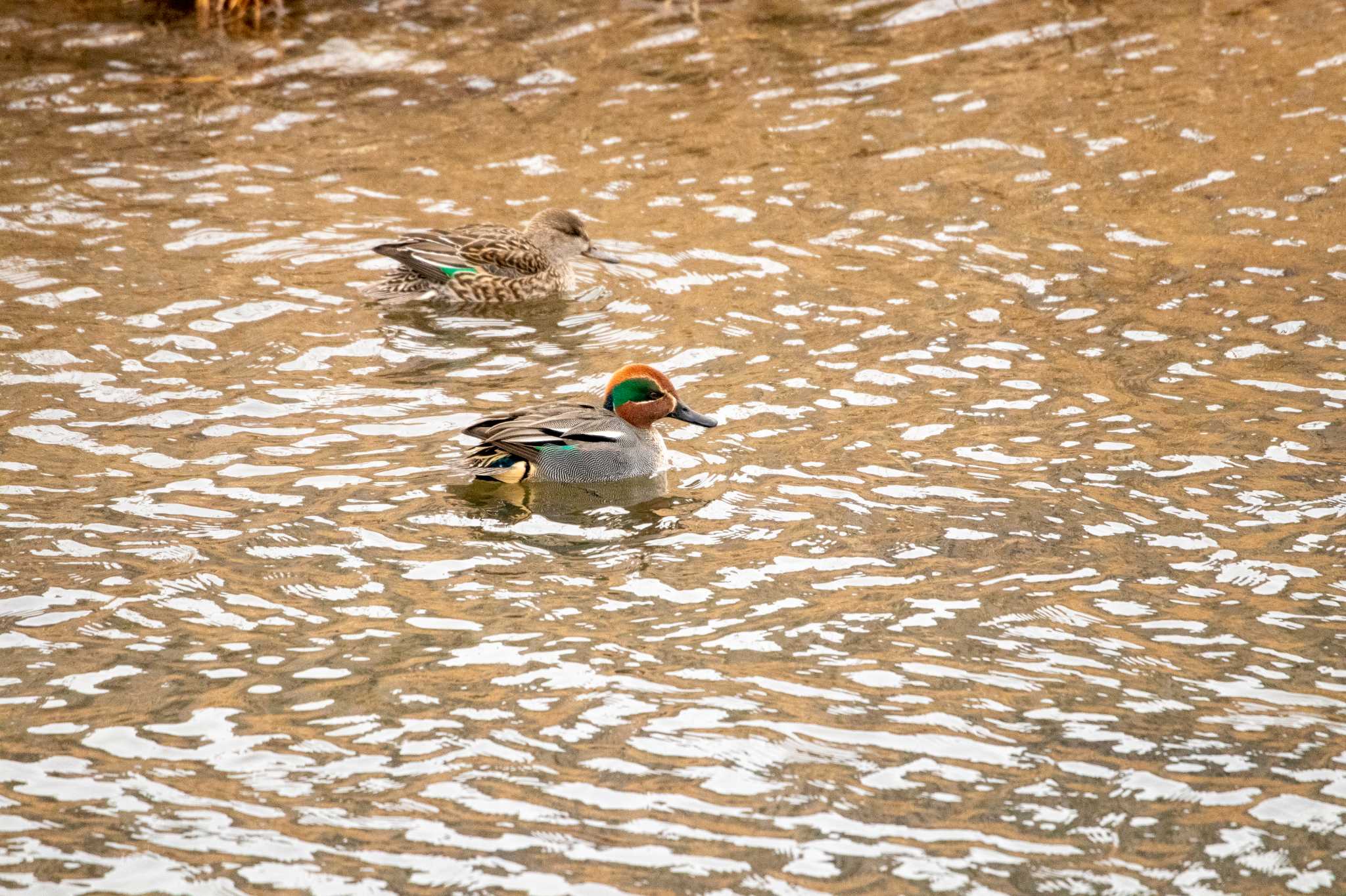 Eurasian Teal