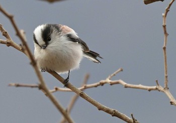 エナガ 河口湖小海公園 2021年1月17日(日)