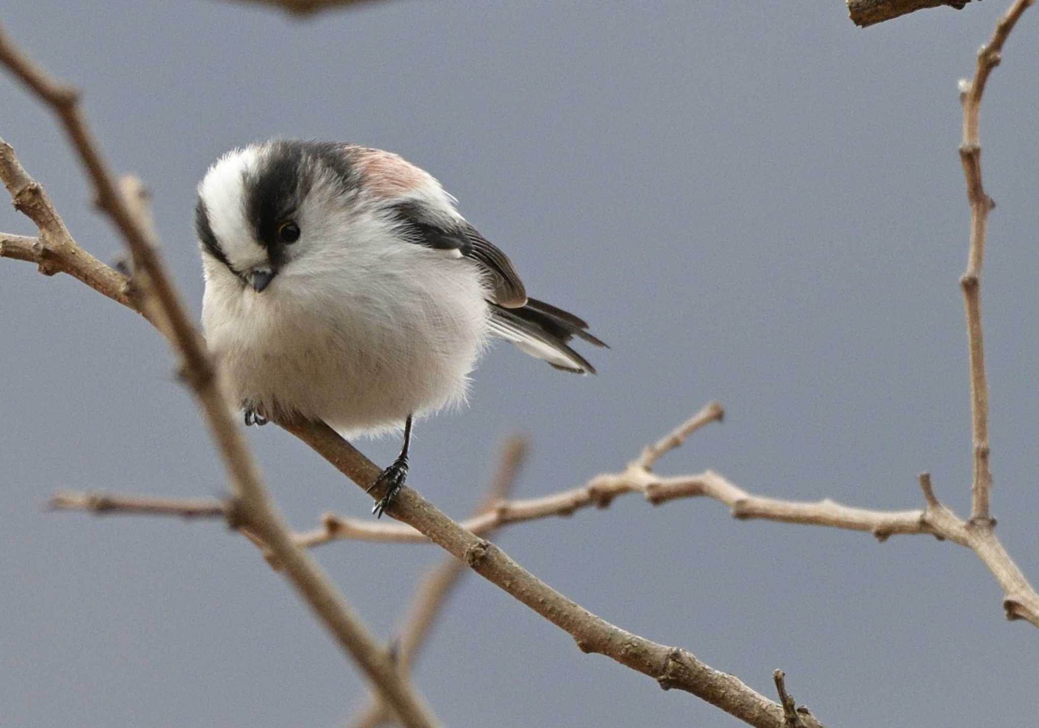 Photo of Long-tailed Tit at 河口湖小海公園 by 塩コンブ