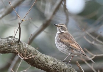 Dusky Thrush 河口湖小海公園 Sun, 1/17/2021