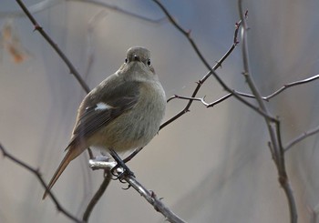 Daurian Redstart 河口湖小海公園 Sun, 1/17/2021