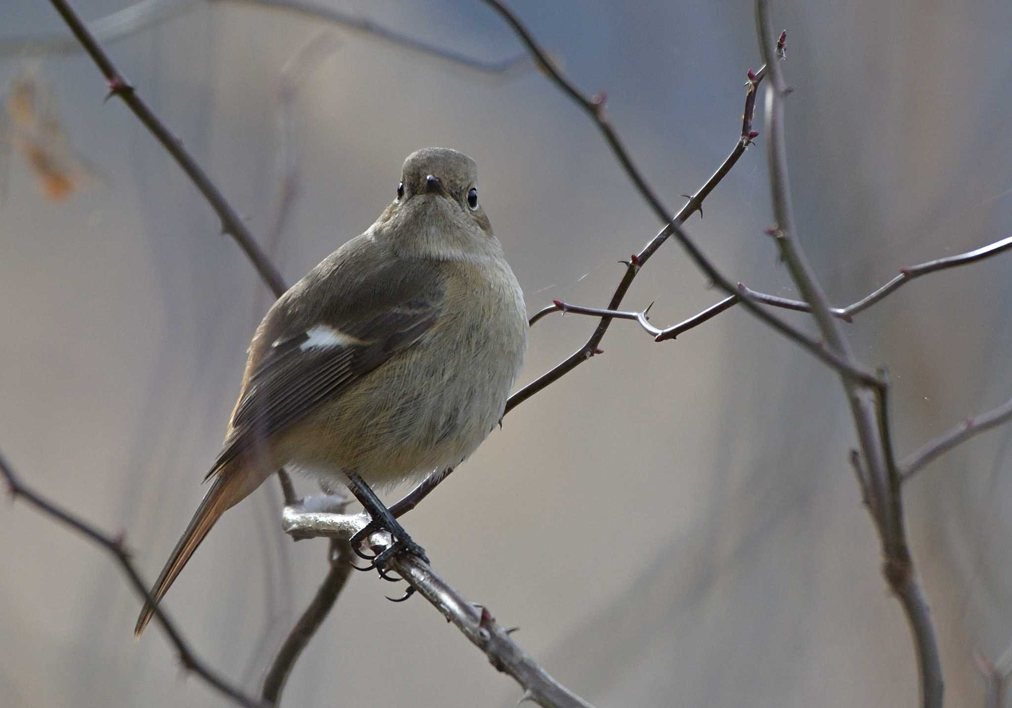 Photo of Daurian Redstart at 河口湖小海公園 by 塩コンブ