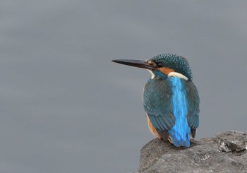 カワセミ 河口湖小海公園 2021年1月17日(日)