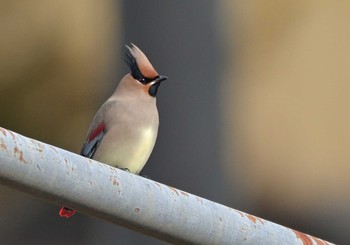 Japanese Waxwing 河口湖小海公園 Sun, 1/17/2021