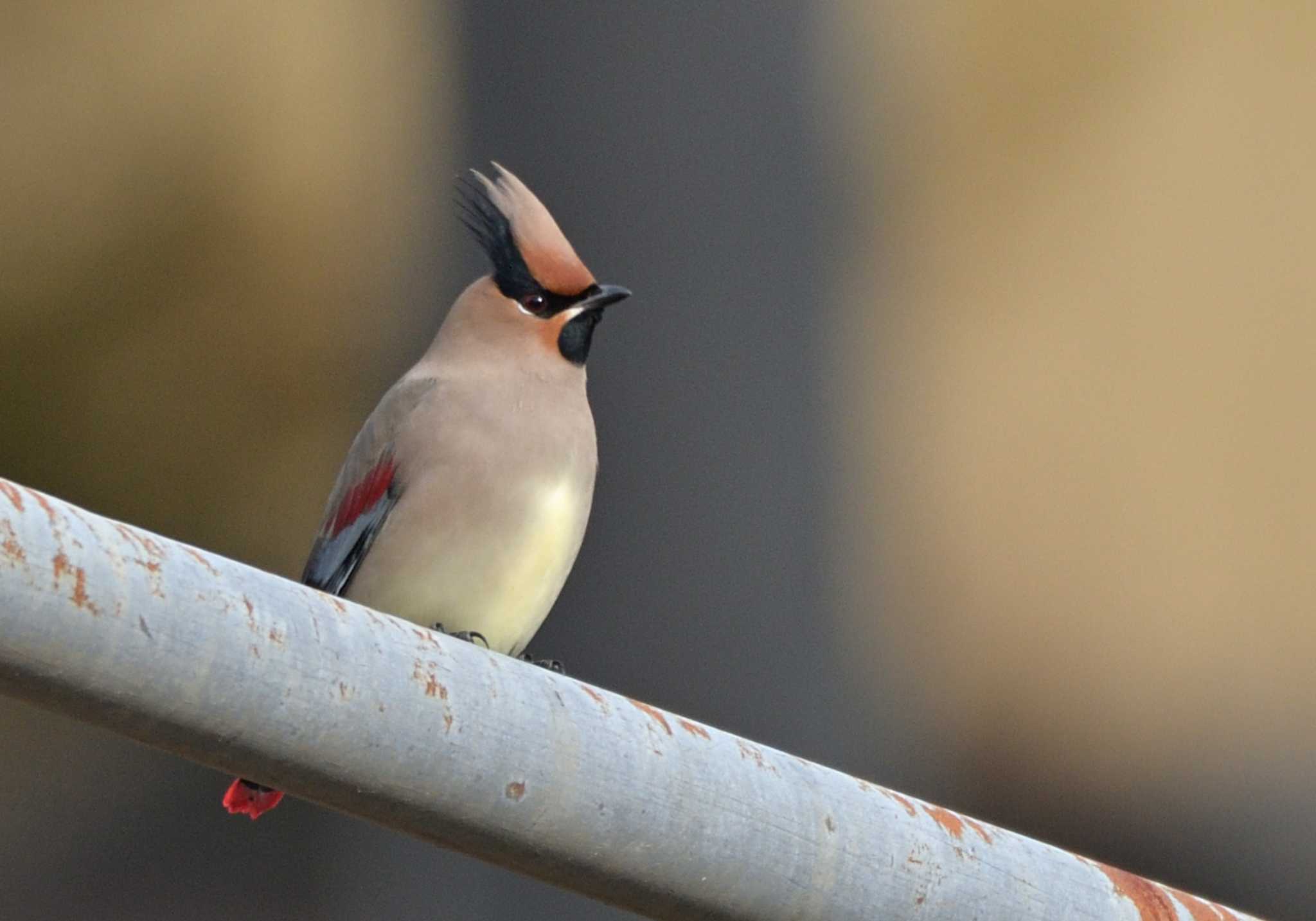 Photo of Japanese Waxwing at 河口湖小海公園 by 塩コンブ