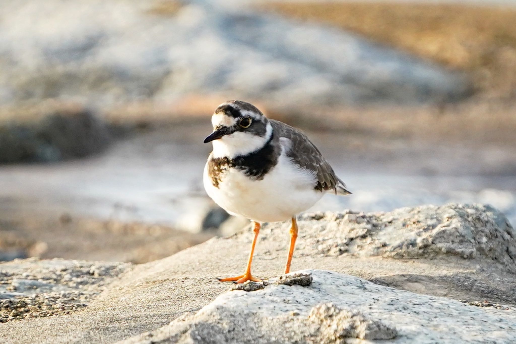 Little Ringed Plover