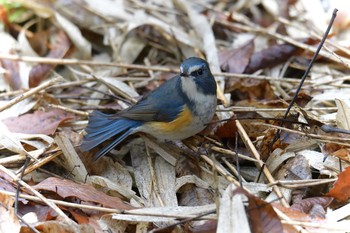 ルリビタキ 滋賀県甲賀市甲南町創造の森 2021年1月17日(日)