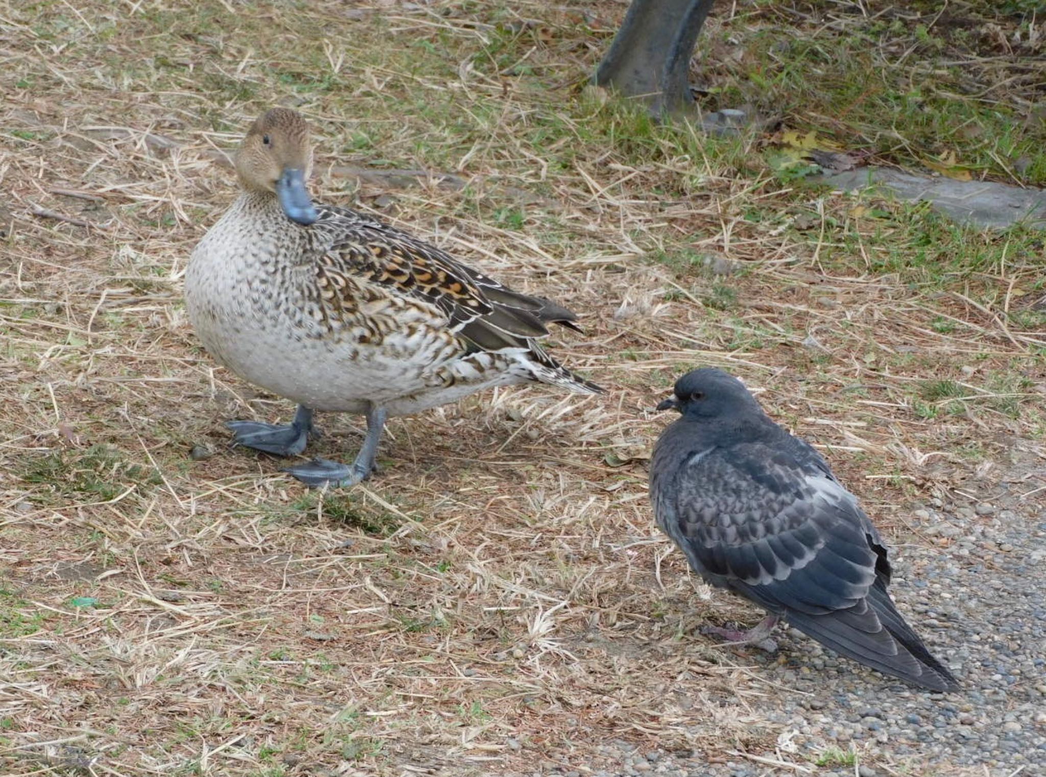 カワラバト