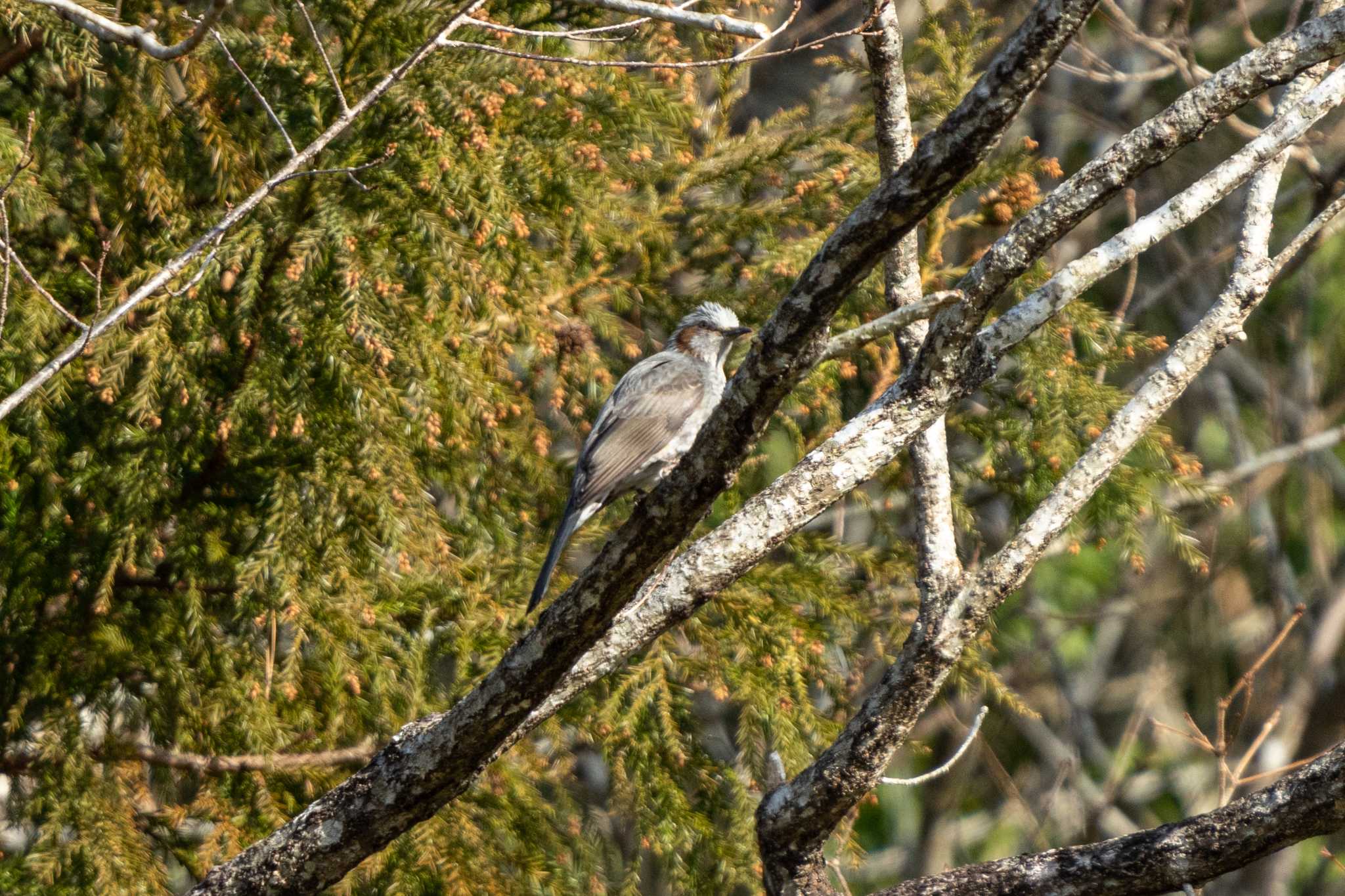 Photo of Brown-eared Bulbul at 早明浦ダム by ダグラス.H