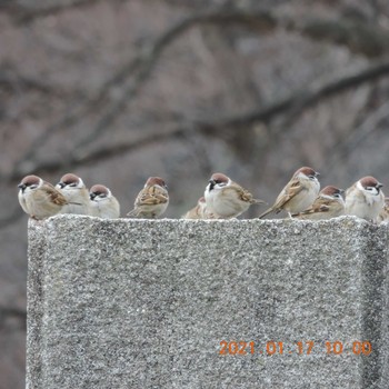 Eurasian Tree Sparrow Meiji Jingu(Meiji Shrine) Sun, 1/17/2021