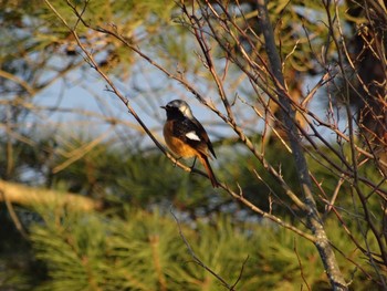 Daurian Redstart 播磨中央公園(兵庫県) Sun, 1/17/2021