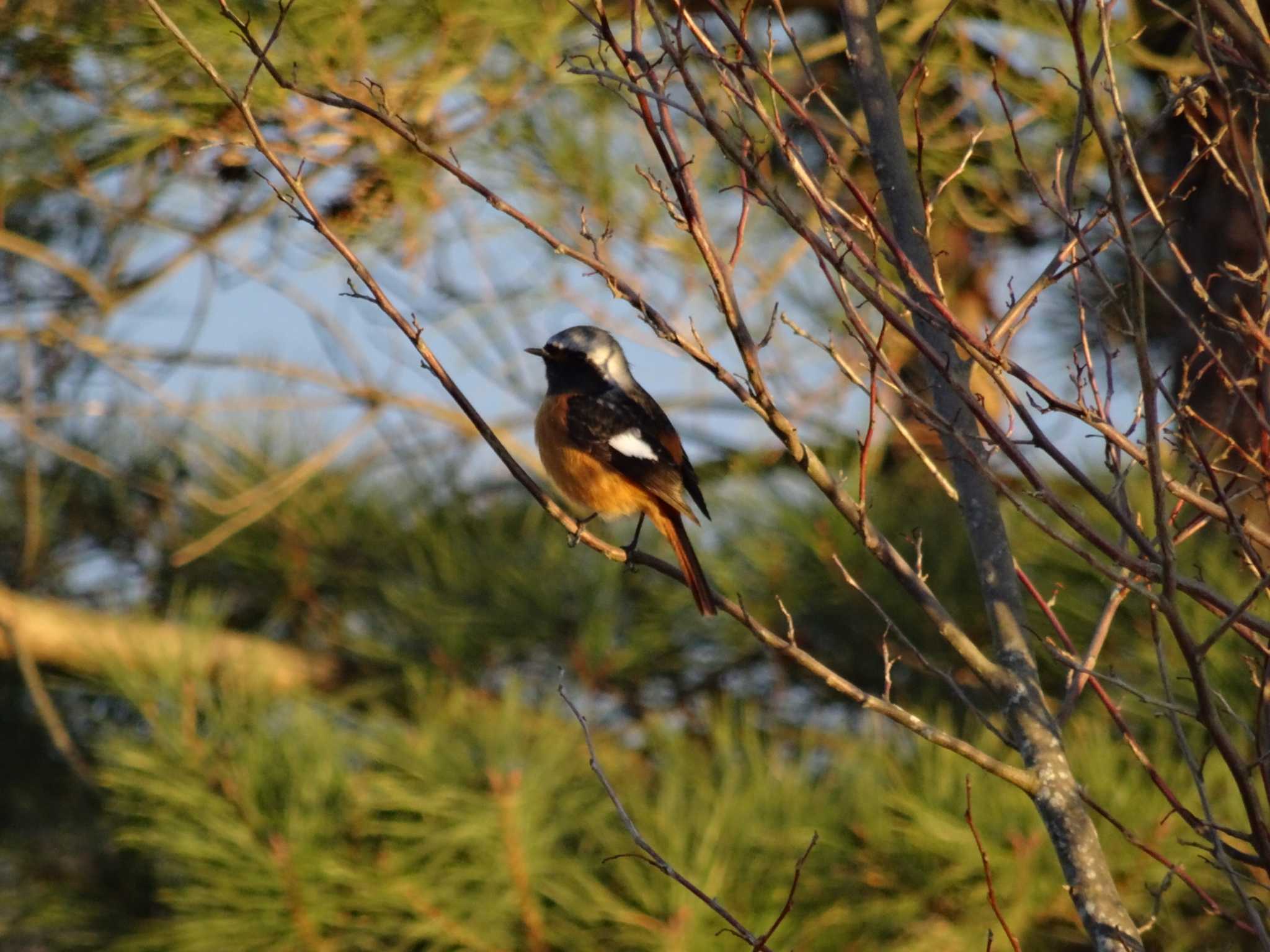 播磨中央公園(兵庫県) ジョウビタキの写真 by Michinoji