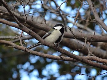 シジュウカラ 播磨中央公園(兵庫県) 2021年1月17日(日)