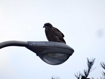 Black Kite 糀屋ダム Sun, 1/17/2021