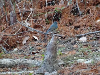 Red-flanked Bluetail 播磨中央公園(兵庫県) Sun, 1/17/2021