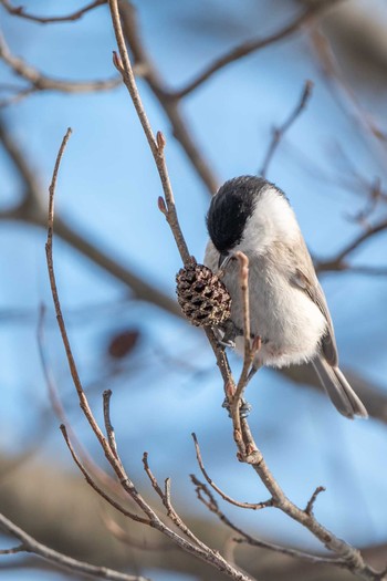 2021年1月9日(土) ウトナイ湖の野鳥観察記録