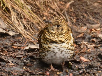 トラツグミ 大麻生野鳥の森公園 2021年1月17日(日)