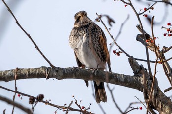 Dusky Thrush Lake Utonai Sat, 1/9/2021