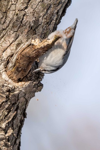 Eurasian Nuthatch(asiatica) Lake Utonai Sat, 1/9/2021