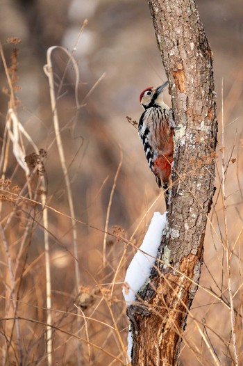 White-backed Woodpecker(subcirris) Lake Utonai Sat, 1/9/2021