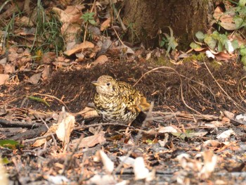 トラツグミ 大麻生野鳥の森公園 2021年1月17日(日)