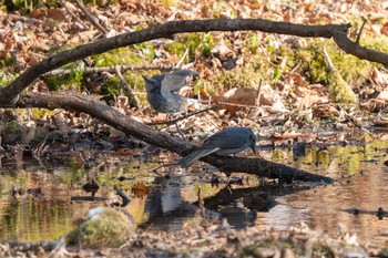 Sun, 1/10/2021 Birding report at ポロト湖(ポロトの森)