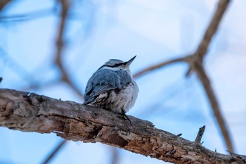 Eurasian Nuthatch(asiatica) ポロト湖(ポロトの森) Sun, 1/10/2021