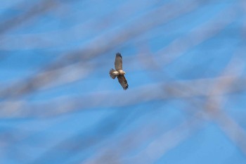 2021年1月11日(月) ポロト湖(ポロトの森)の野鳥観察記録