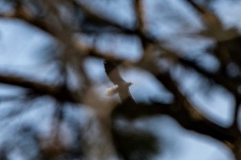 Steller's Sea Eagle ポロト湖(ポロトの森) Mon, 1/11/2021