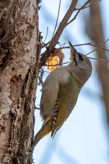 Grey-headed Woodpecker ポロト湖(ポロトの森) Mon, 1/11/2021