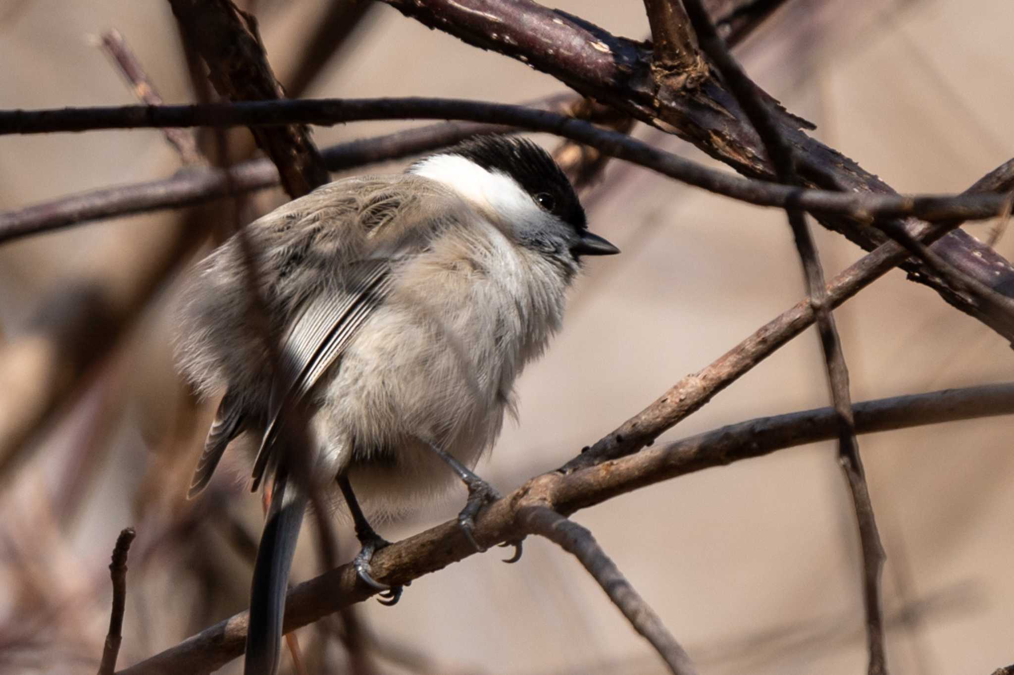 Photo of Marsh Tit at ポロト湖(ポロトの森) by Gori_Hiko