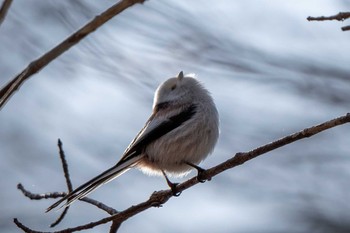 Long-tailed tit(japonicus) ポロト湖(ポロトの森) Mon, 1/11/2021