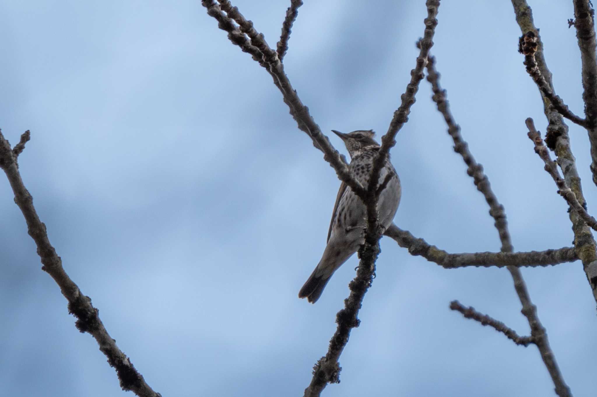 Photo of Dusky Thrush at ポロト湖(ポロトの森) by Gori_Hiko