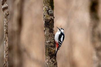 Great Spotted Woodpecker ポロト湖(ポロトの森) Mon, 1/11/2021