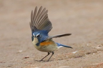 2021年1月17日(日) 21世紀の森と広場(千葉県松戸市)の野鳥観察記録