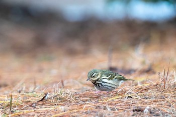 ビンズイ 山口県 ときわ公園 2021年1月11日(月)