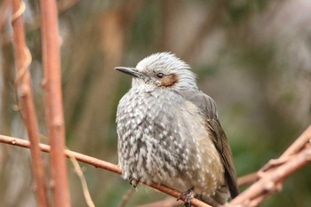 Brown-eared Bulbul 日立市 Sun, 1/17/2021