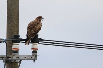 Black Kite 涸沼 Sun, 1/17/2021