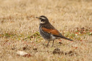 Dusky Thrush 涸沼 Sun, 1/17/2021