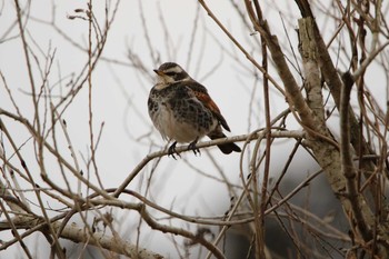 Dusky Thrush 涸沼 Sun, 1/17/2021