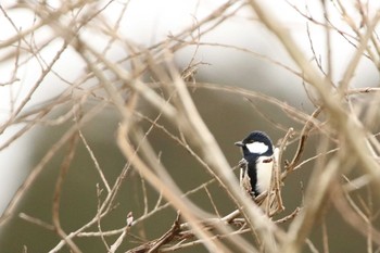 Japanese Tit 涸沼 Sun, 1/17/2021