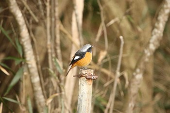 Daurian Redstart 涸沼 Sun, 1/17/2021