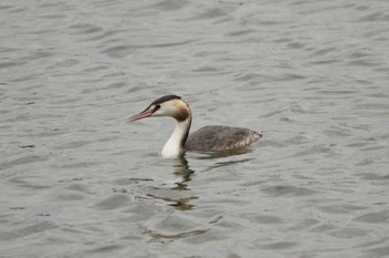 Great Crested Grebe 涸沼 Sun, 1/17/2021