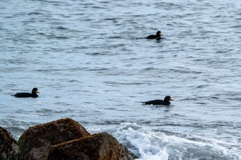 Black Scoter ヨコスト湿原 Mon, 1/11/2021